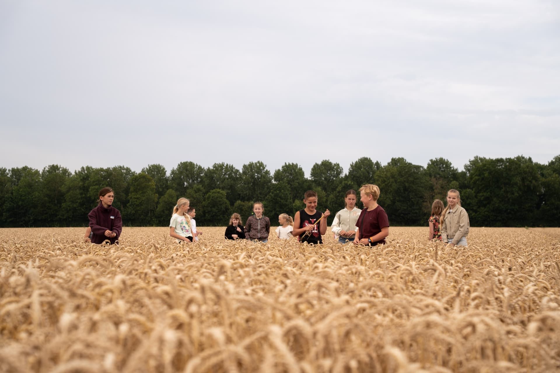 Leerlingen in een graanveld