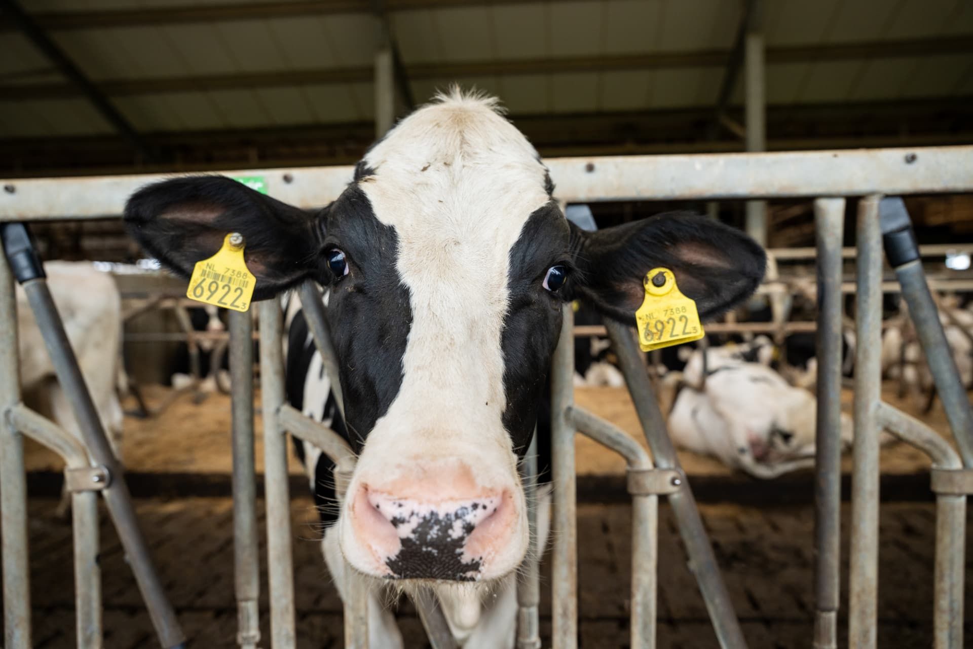 Nieuwsgierige koe in de stal